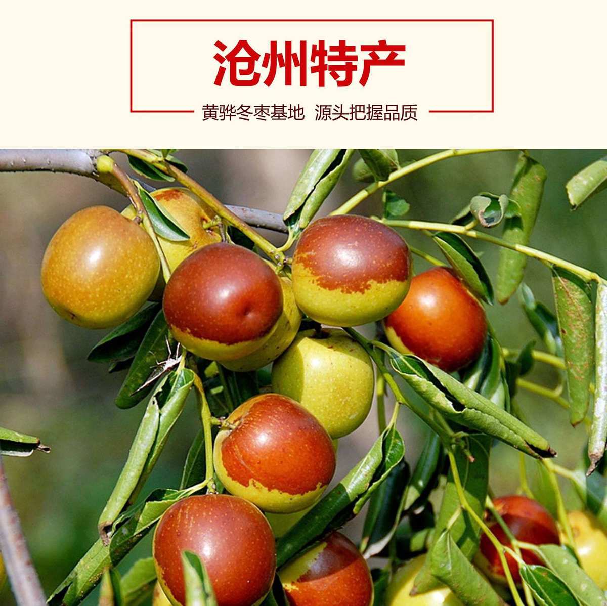 保定信譽樓源頭直采黃驊冬棗即將上市! - 美篇
