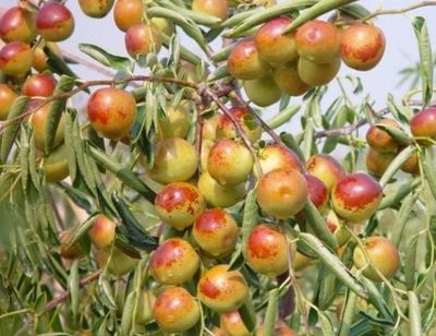 哪里的冬棗最好?山東沾化、河北黃驊、陜西大荔,還是山西、新疆江西或其他地方?