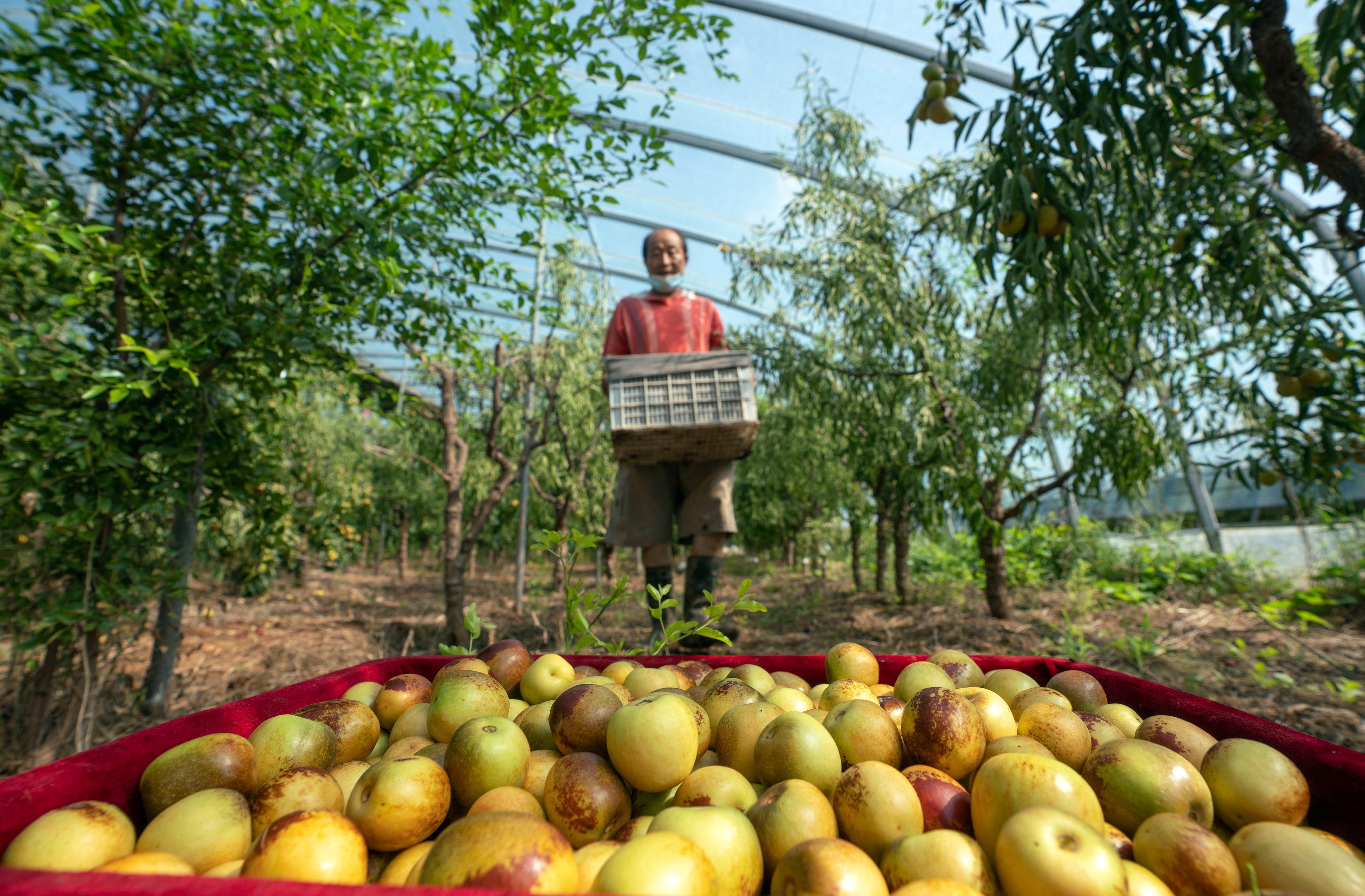 河北黃驊 冬棗大棚采收忙，特色產業促增收