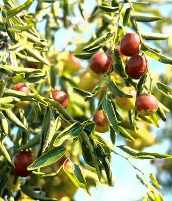 黃驊脆冬棗造富記 一顆小紅果，如何成就富民大產業？