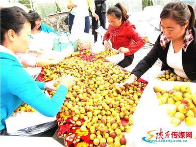 十年磨礪，沙地生金 從大荔冬棗到黃驊冬棗的產(chǎn)業(yè)名片之路